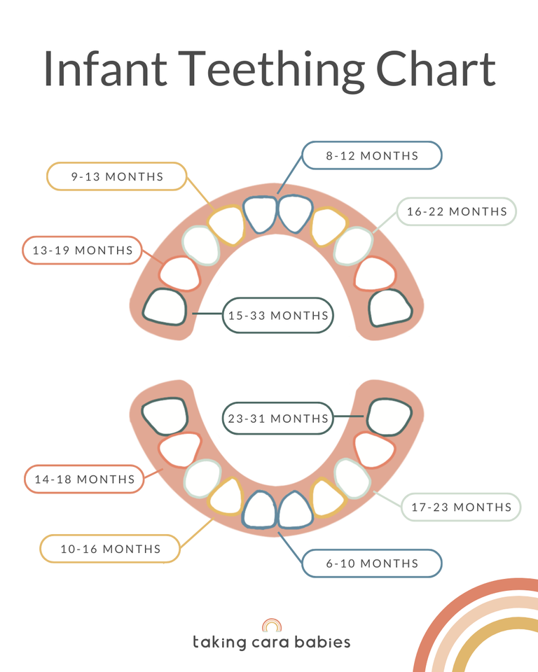 Infant Teething Chart illustrating when teeth are expected to come in.
